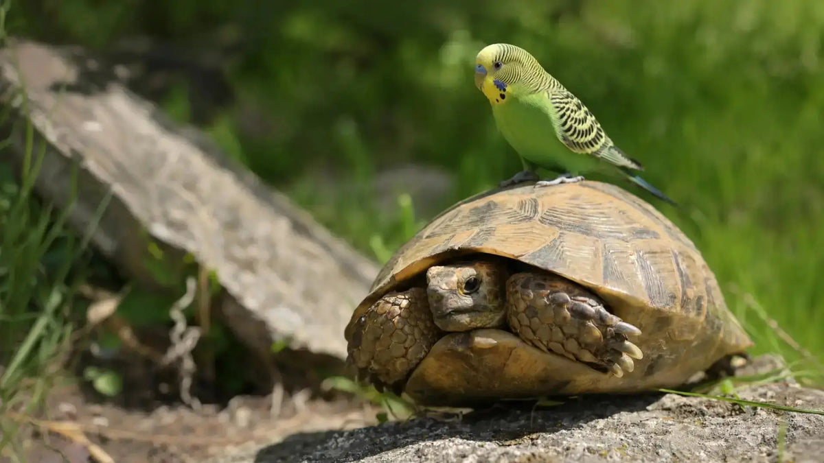 For-Birds-Reptiles -  Secrets Of The Tribe 