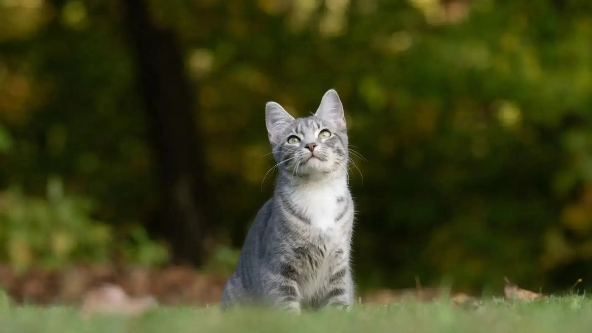 For-Cats -  Secrets Of The Tribe 