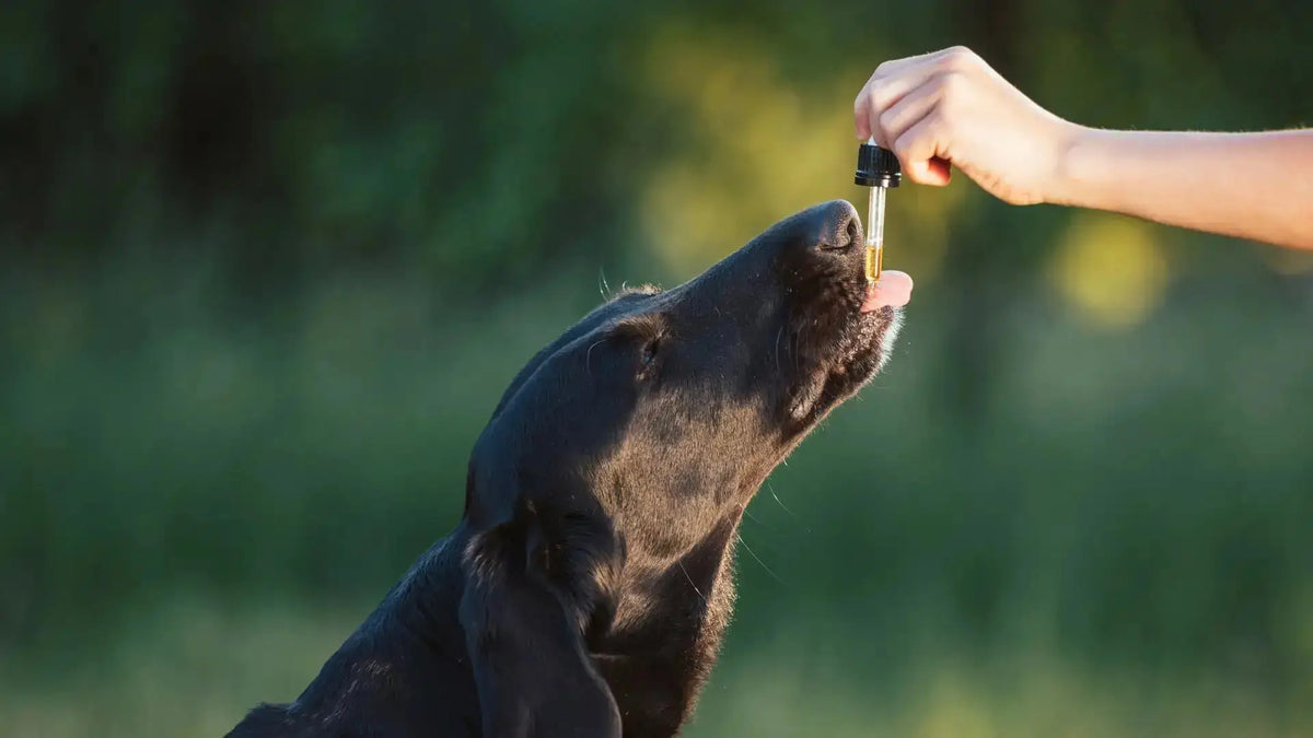 For-Dogs -  Secrets Of The Tribe 