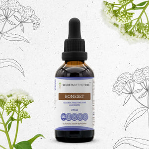 Boneset Tincture - immune support Secrets Of The Tribe Tincture Secrets Of The Tribe 
