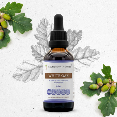 Buy White Oak Tincture online - Secrets Of The Tribe 