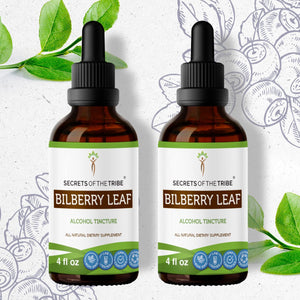 Secrets Of The Tribe Bilberry Leaf Tincture buy online 