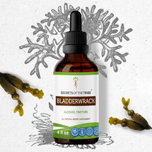 Load image into Gallery viewer, Secrets Of The Tribe Bladderwrack Tincture buy online 