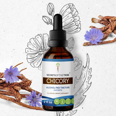 Buy Chicory Tincture online - Secrets Of The Tribe