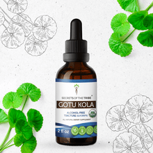 Load image into Gallery viewer, Secrets Of The Tribe Gotu Kola Tincture buy online 