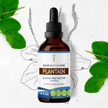 Load image into Gallery viewer, Secrets Of The Tribe Plantain Tincture buy online 