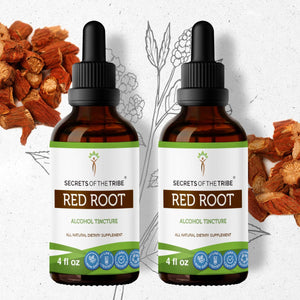 Secrets Of The Tribe Red Root Tincture buy online 