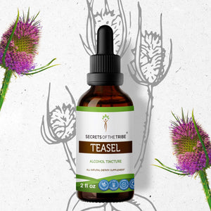 Secrets Of The Tribe Teasel Tincture buy online 